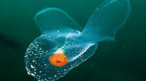 ウチワカンテンカメガイ、キアンコウ幼魚、テンガイハタ幼魚、ソコボウズ幼魚、クチナシ