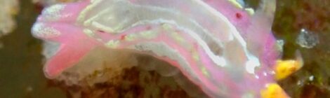 なんとトレニアウミウシ別個体が登場、鯨の潮吹きも