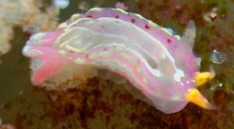 なんとトレニアウミウシ別個体が登場、鯨の潮吹きも