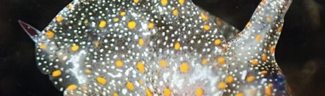 アマクサウミコチョウ、「ムーミン」ネコジタウミウシ科の一種、シタウミウシ