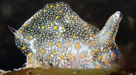 アマクサウミコチョウ、「ムーミン」ネコジタウミウシ科の一種、シタウミウシ