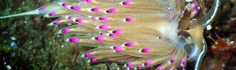 トモエミノウミウシ