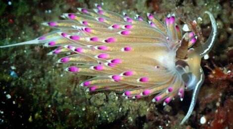 トモエミノウミウシ