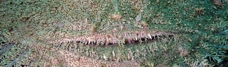 キアンコウ登場　クチナシツノザヤ、「ムーミン」、ヨコジマキセワタ