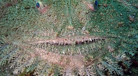 キアンコウ登場　クチナシツノザヤ、「ムーミン」、ヨコジマキセワタ