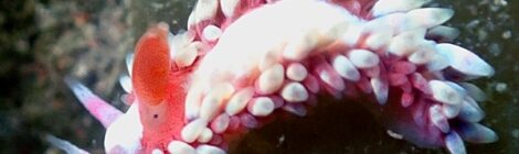 ツツイシミノウミウシ登場