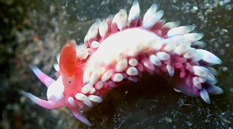 ツツイシミノウミウシ登場