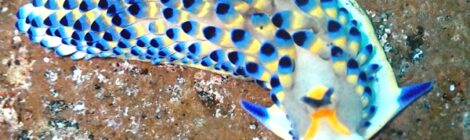 超レアもの連発！！！ケイウミノウミウシ登場　極レアキセワタ系　なんと黄ひげも