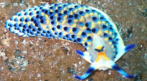 超レアもの連発！！！ケイウミノウミウシ登場　極レアキセワタ系　なんと黄ひげも