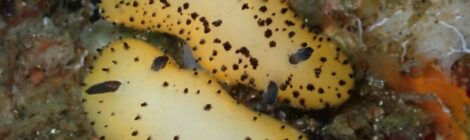 ゴマフビロードウミウシ