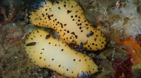 ゴマフビロードウミウシ