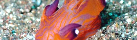 可愛いサイズのクチナシツノザヤウミウシ　黄ひげ　ヤマトメリベ　白ゴマ　カスミミノ