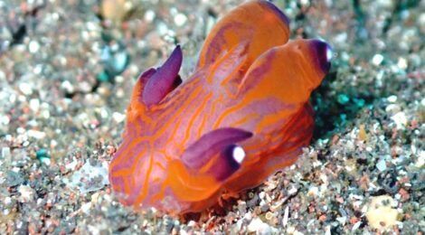 可愛いサイズのクチナシツノザヤウミウシ　黄ひげ　ヤマトメリベ　白ゴマ　カスミミノ