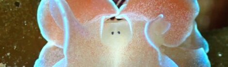 ミスガイ、トモエミノ、ゴマちゃん、涙霞、クチナシツノザヤは３個体