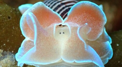 ミスガイ、トモエミノ、ゴマちゃん、涙霞、クチナシツノザヤは３個体