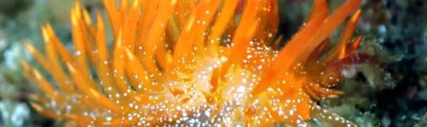 ウミウシ急増！！！煉獄さん　ミアミラ　クリヤイロ　ダイオウタテジマ　クチナシツノザヤ　