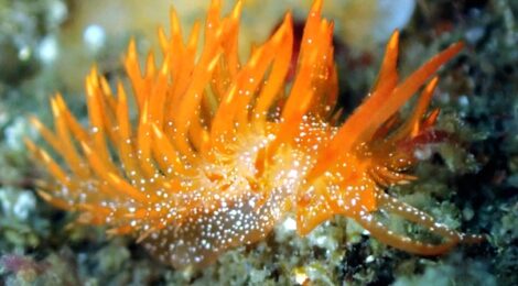 ウミウシ急増！！！煉獄さん　ミアミラ　クリヤイロ　ダイオウタテジマ　クチナシツノザヤ　