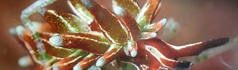 トヤマモウミウシ