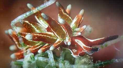 トヤマモウミウシ