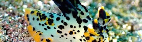 超かっこいツノザヤウミウシ