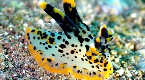 超かっこいツノザヤウミウシ