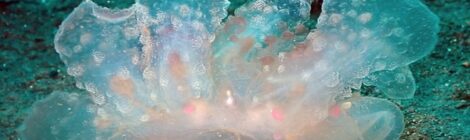 ヤマトメリベ　おせほく　黄ひげ　ゴマちゃん　ボブサン　そのほか沢山