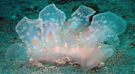 ヤマトメリベ　おせほく　黄ひげ　ゴマちゃん　ボブサン　そのほか沢山