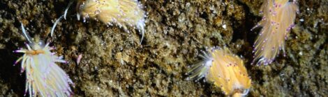 湾内の砂地はウミウシだらけ