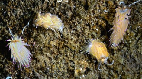 湾内の砂地はウミウシだらけ