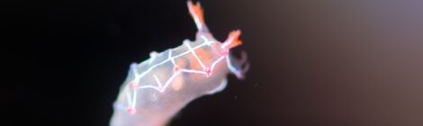 オセホク登場！料金改定のお知らせ