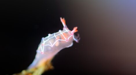 オセホク登場！料金改定のお知らせ