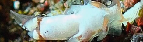 極小コウライニンジンウミウシ、クチナシツノザヤウミウシ、オセホク