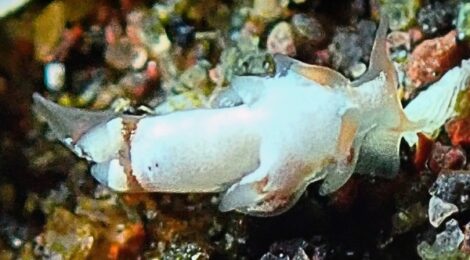 極小コウライニンジンウミウシ、クチナシツノザヤウミウシ、オセホク