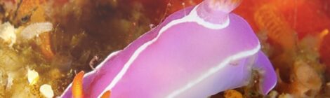 シモダイロウミウシ Hypselodoris shimodaensis Baba, 1994