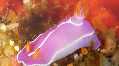 シモダイロウミウシ Hypselodoris shimodaensis Baba, 1994