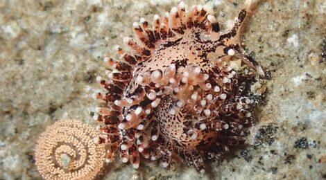 ヤツミノウミウシ