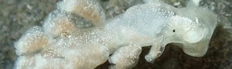 ヨツマタミノウミウシ　フサマツカサウミウシ　ナガヒゲイバラウミウシ