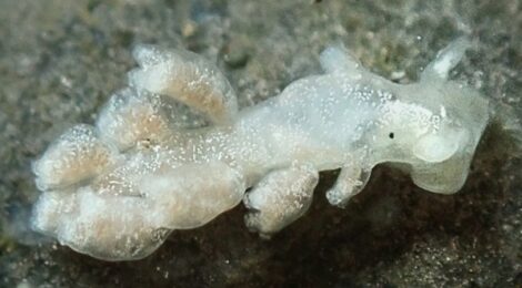 ヨツマタミノウミウシ　フサマツカサウミウシ　ナガヒゲイバラウミウシ