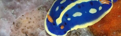 アオウミウシリクエスト