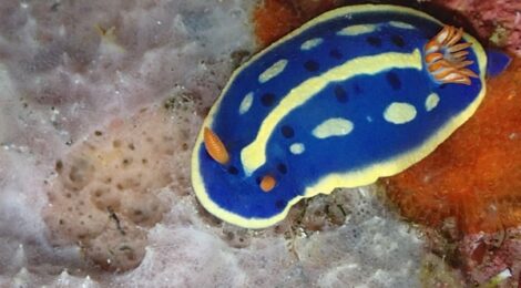 アオウミウシリクエスト