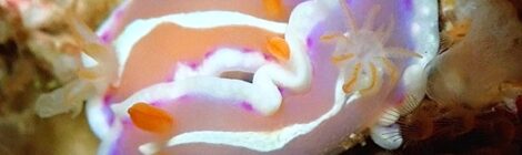 可愛い系うみうし増えてました