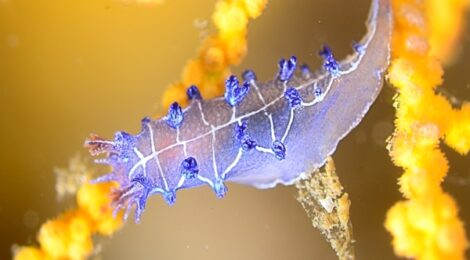 オセザキホクヨウウミウシ、みかんほくよう