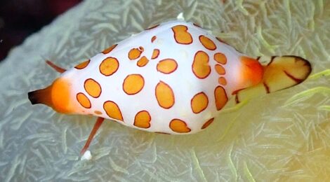 ツマニケボリ　穏やかダイビング日和