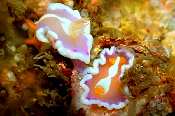 ちびすけ様 嵐の前の静けさ？ | 海の案内人ちびすけ