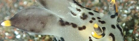 穏やか湾内ウミウシオンリー3本