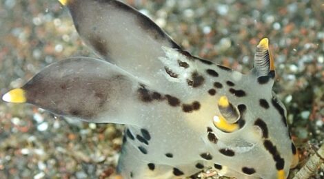 穏やか湾内ウミウシオンリー3本