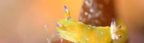 生き物天国「大瀬の湾内」最高です❤