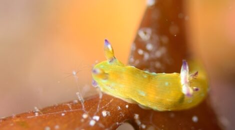 生き物天国「大瀬の湾内」最高です❤