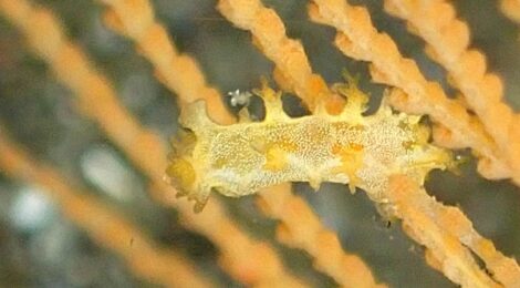 みかんほくよう、ヤマンバミノ、ナギサノツユ、ツマニケボリ