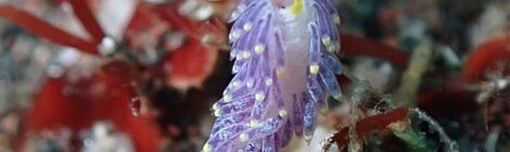 ナギサノツユ　フリソデミドリガイ　みかんほくよう　おせほく